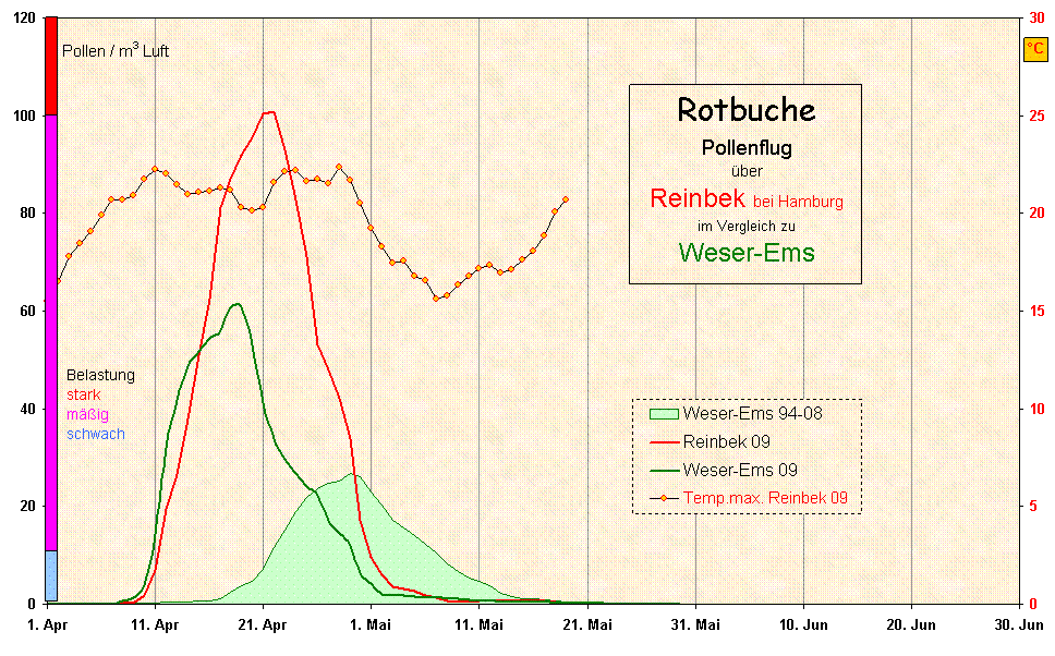 Rotbuche 09 Reinbek-WEms