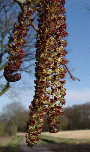fr alle, die sich ber den Pollen- und Sporenflug informieren wollen;