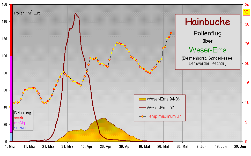 Hainbuche 07 WEms